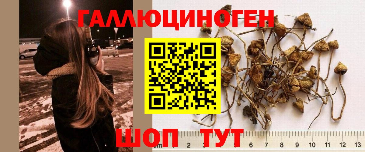 Урус-Мартан  Галлюциногенные грибы Cubensis  Галлюциногенные грибы мухоморы  Вход с VPN 